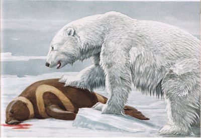 Ribbon Seal, victim to a Polar Bear by Louis Agassiz Fuertes